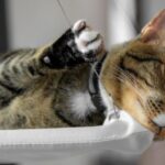 Suspended Beds - House Cat Lying on Suspended Cat Bed