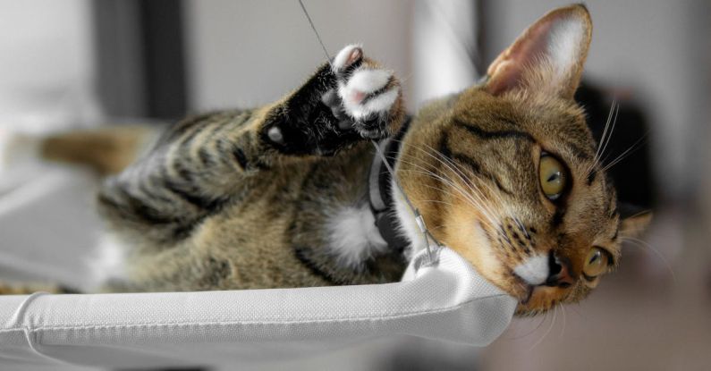 Suspended Beds - House Cat Lying on Suspended Cat Bed