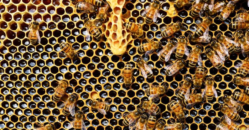 Beekeeping - Top View of Bees Putting Honey
